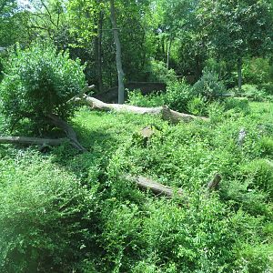 Wilds of Africa - Gorilla Trail - Gorilla Exhibit 2