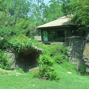 Wilds of Africa - Gorilla Trail - Gorilla Exhibit 2