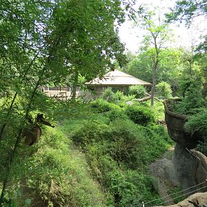 Wilds of Africa - Gorilla Trail - Gorilla Exhibit 2