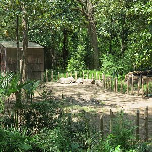 Wilds of Africa - Gorilla Trail - Aldabra Giant Tortoise Exhibit