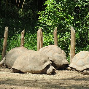 Wilds of Africa - Gorilla Trail - Aldabra Giant Tortoise Exhibit