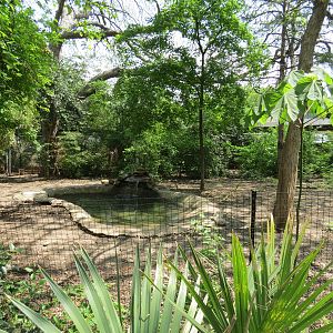 Wilds of Africa - Gorilla Trail - Wattled Crane Exhibit