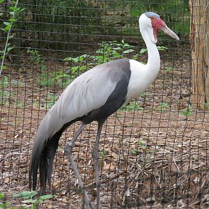 Wilds of Africa - Gorilla Trail - Wattled Crane Exhibit