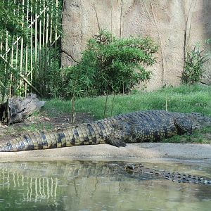 Wilds of Africa - Gorilla Trail - Nile Crocodile Exhibit