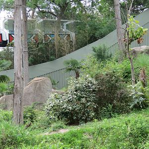 Wilds of Africa - Gorilla Trail - Chimpanzee Exhibit
