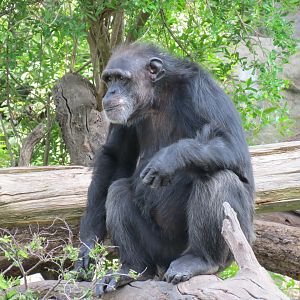 Wilds of Africa - Gorilla Trail - Chimpanzee Exhibit