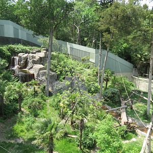 Wilds of Africa - Gorilla Trail - Chimpanzee Exhibit