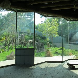 Wilds of Africa - Gorilla Trail - Chimpanzee Exhibit