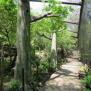Wilds of Africa - Gorilla Trail - Forest Aviary