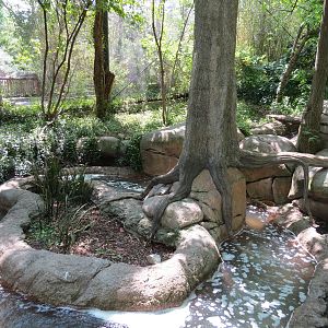 Wilds of Africa - Gorilla Trail - Forest Aviary