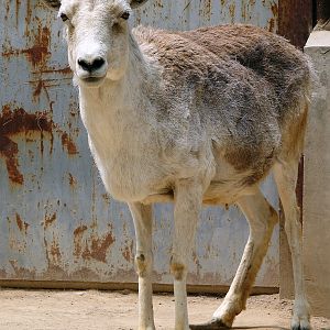 Ovis ammon hodgsoni / Tibetan argali (female)