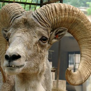 Ovis ammon hodgsoni / Tibetan argali (male # 1)