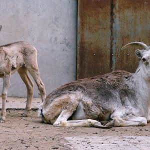 Ovis ammon hodgsoni / Tibetan argali (female with young)