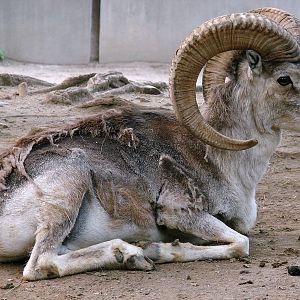 Ovis ammon hodgsoni / Tibetan argali (male # 2)
