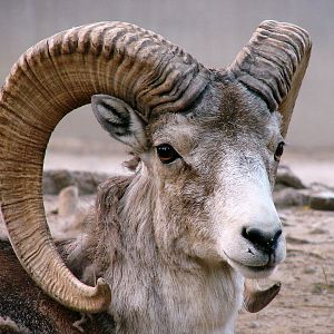 Ovis ammon hodgsoni / Tibetan argali (male # 2)