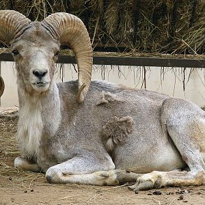 Ovis ammon hodgsoni / Tibetan argali (male # 1)
