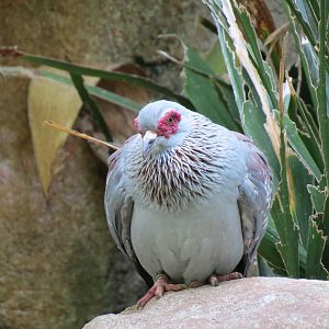 Wilds of Africa - Gorilla Trail - Forest Aviary - Speckled Pigeon