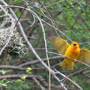 Wilds of Africa - Gorilla Trail - Forest Aviary - Taveta Golden Weaver