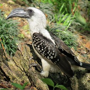 Wilds of Africa - Gorilla Trail - Forest Aviary - Jacksons Hornbill