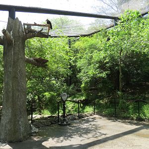 Wilds of Africa - Gorilla Trail - Forest Aviary