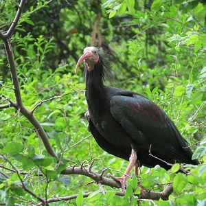 Wilds of Africa - Gorilla Trail - Forest Aviary - Waldripp Ibis
