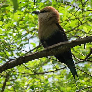 Wilds of Africa - Gorilla Trail - Forest Aviary - Blue-bellied Roller