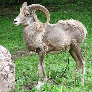 Ovis ammon jubata / Northern Chinese Argali (male)