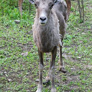 Ovis ammon jubata / Northern Chinese Argali (male)