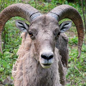 Ovis ammon jubata / Northern Chinese Argali (male)