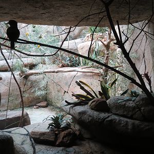 Wilds of Africa - Gorilla Trail - Kopje Aviary
