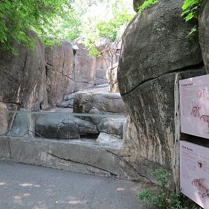 Wilds of Africa - Gorilla Trail - Rock Hyrax and Klipspringer Exhibit