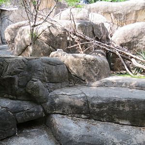 Wilds of Africa - Gorilla Trail - Rock Hyrax and Klipspringer Exhibit