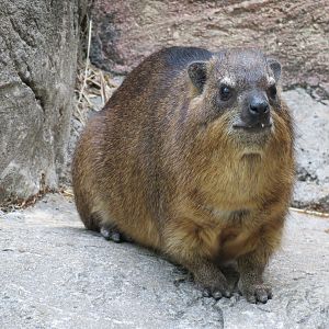 Wilds of Africa - Gorilla Trail - Rock Hyrax and Klipspringer Exhibit