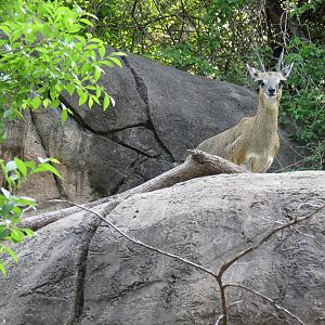 Wilds of Africa - Gorilla Trail - Rock Hyrax and Klipspringer Exhibit