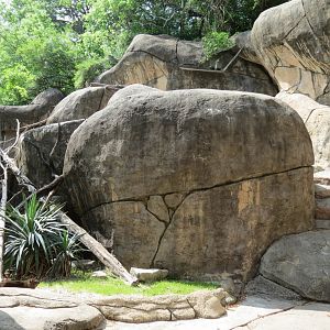Wilds of Africa - Gorilla Trail - Rock Hyrax and Klipspringer Exhibit
