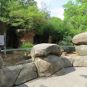Wilds of Africa - Gorilla Trail - Slender-tailed Meerkat Exhibit