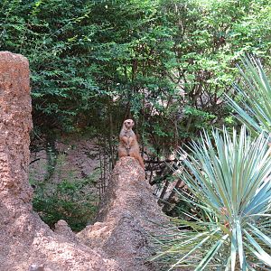 Wilds of Africa - Gorilla Trail - Slender-tailed Meerkat Exhibit