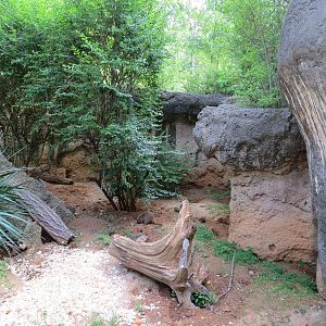 Wilds of Africa - Gorilla Trail - Slender-tailed Meerkat Exhibit
