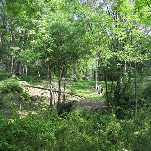 Wilds of Africa - Gorilla Trail - Marabou Stork and Lappet-faced Vulture Ex
