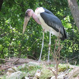 Wilds of Africa - Gorilla Trail - Marabou Stork and Lappet-faced Vulture Ex
