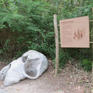 Wilds of Africa - Gorilla Trail - Simulated Elephant Bones