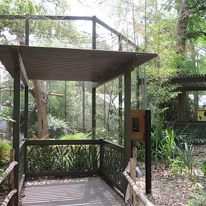 Wilds of Africa - Gorilla Trail - Saddle-billed Stork and Hooded Vulture Ex