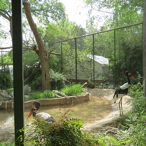 Wilds of Africa - Gorilla Trail - Saddle-billed Stork and Hooded Vulture Ex