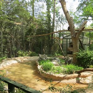 Wilds of Africa - Gorilla Trail - Saddle-billed Stork and Hooded Vulture Ex