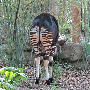 Wilds of Africa - Gorilla Trail - Okapi Exhibit
