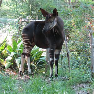 Wilds of Africa - Gorilla Trail - Okapi Exhibit
