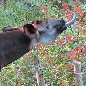 Wilds of Africa - Gorilla Trail - Okapi Exhibit