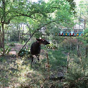 Wilds of Africa - Gorilla Trail - Okapi Exhibit