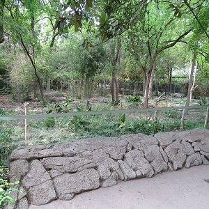 Wilds of Africa - Gorilla Trail - Okapi Exhibit