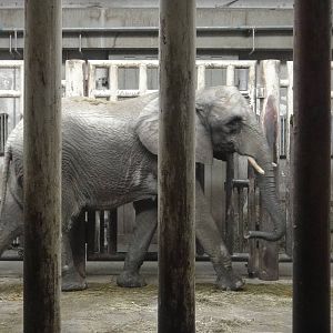 African bush elephant/Loxodonta africana(female) Jing Jing